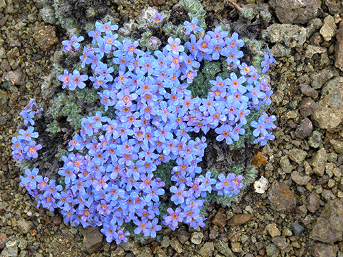 Forget Me Nots in June, Port Alsworth, Alaska, ©2011 John B. Branson. Used with permission. All rights reserved.